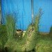 green design, eco design, sustainable design, The Mobile Garden, Art on Track, noisivelvet, CTA, subway train garden, indigenous plants