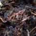 alien invasion, earthworm alien, earthworm carbon cycle, earthworm study colgate university, earthworms nitrogen cycle, earthworm environmental impact, earthworm native plant species, earthworm atmosphere damage