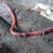 alien invasion, earthworm alien, earthworm carbon cycle, earthworm study colgate university, earthworms nitrogen cycle, earthworm environmental impact, earthworm native plant species, earthworm atmosphere damage