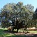 Rooted Treehouse, Urbanarbolismo, treehouse, spain, cork, tree, green design,