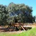 Rooted Treehouse, Urbanarbolismo, treehouse, spain, cork, tree, green design,