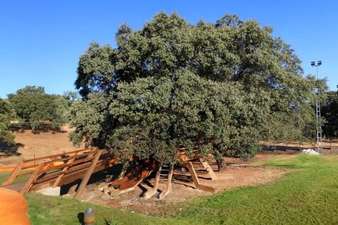 Rooted Treehouse, Urbanarbolismo, treehouse, spain, cork, tree, green design,