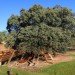 Rooted Treehouse, Urbanarbolismo, treehouse, spain, cork, tree, green design,