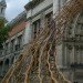 v&a, london design festival, timber wave installation, AL_A, arup, victoria and albert museum, grand entrance installation