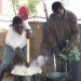 zambikes, bikes, bicycles, zambia, zambulance, akerfa, bamboo bike, africa, handmade bike, handcrafted,alternative transportation, zambike
