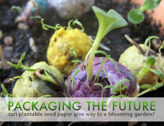 packaging the future, starre vartan, plantable seed paper, guerilla gardens, seed bombs, seed paper, wildflower seeds, flower seed paper, green paper, eco paper, recycled paper, recyclable paper, gardening, green gardening