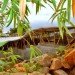 Bamboo Symphony, Manasaram, bamboo, bamboo office, bangalore, india, natural building materials