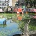 Water Issues,Urban design,Urban farming,Sustainable Food,social design,Modern Pets,London,Green Transportation,Bicycles,Floating Houses,floating community,floating vegetable patch,ducks as pets,lodnon floating community,british canals,narrow boat