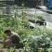 Water Issues,Urban design,Urban farming,Sustainable Food,social design,Modern Pets,London,Green Transportation,Bicycles,Floating Houses,floating community,floating vegetable patch,ducks as pets,lodnon floating community,british canals,narrow boat