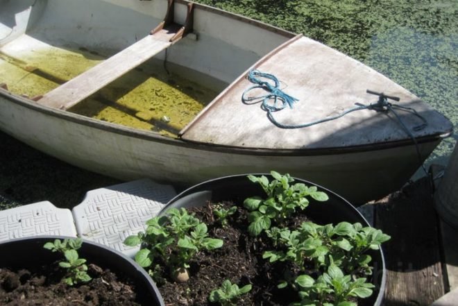 Water Issues,Urban design,Urban farming,Sustainable Food,social design,Modern Pets,London,Green Transportation,Bicycles,Floating Houses,floating community,floating vegetable patch,ducks as pets,lodnon floating community,british canals,narrow boat