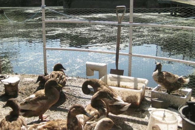 Water Issues,Urban design,Urban farming,Sustainable Food,social design,Modern Pets,London,Green Transportation,Bicycles,Floating Houses,floating community,floating vegetable patch,ducks as pets,lodnon floating community,british canals,narrow boat