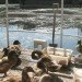 Water Issues,Urban design,Urban farming,Sustainable Food,social design,Modern Pets,London,Green Transportation,Bicycles,Floating Houses,floating community,floating vegetable patch,ducks as pets,lodnon floating community,british canals,narrow boat