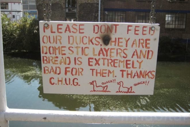 Water Issues,Urban design,Urban farming,Sustainable Food,social design,Modern Pets,London,Green Transportation,Bicycles,Floating Houses,floating community,floating vegetable patch,ducks as pets,lodnon floating community,british canals,narrow boat