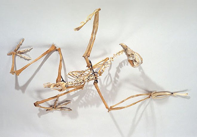 green design, eco design, sustainable design, Christy Rupp, Recycled Chicken bones, bones sculptures, fast food industry, genetically modified food, extinct birds