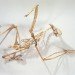 green design, eco design, sustainable design, Christy Rupp, Recycled Chicken bones, bones sculptures, fast food industry, genetically modified food, extinct birds