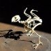 green design, eco design, sustainable design, Christy Rupp, Recycled Chicken bones, bones sculptures, fast food industry, genetically modified food, extinct birds