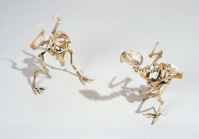 green design, eco design, sustainable design, Christy Rupp, Recycled Chicken bones, bones sculptures, fast food industry, genetically modified food, extinct birds