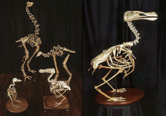 green design, eco design, sustainable design, Christy Rupp, Recycled Chicken bones, bones sculptures, fast food industry, genetically modified food, extinct birds
