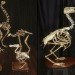 green design, eco design, sustainable design, Christy Rupp, Recycled Chicken bones, bones sculptures, fast food industry, genetically modified food, extinct birds