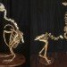 green design, eco design, sustainable design, Christy Rupp, Recycled Chicken bones, bones sculptures, fast food industry, genetically modified food, extinct birds