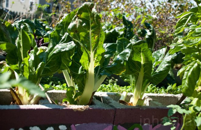 A Better World by Design; City Farm; urban agriculture; Southside Community Land Trust; CSA; Community Land Trust; community; land trust; urban; agriculture; urban landscape; green space; eco-farm; foreclosure; plots; garden; urban gardening; sustainability; farmers market; farmers markets; produce; plants; crops; food; food system; food systems; farming; farmer; farmers; urban farm; urban farming; crop production; self-sufficiency; energy efficient; energy efficiency; greenhouse; solar panel; solar panels; compost; composting; education; educational
