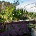 A Better World by Design; City Farm; urban agriculture; Southside Community Land Trust; CSA; Community Land Trust; community; land trust; urban; agriculture; urban landscape; green space; eco-farm; foreclosure; plots; garden; urban gardening; sustainability; farmers market; farmers markets; produce; plants; crops; food; food system; food systems; farming; farmer; farmers; urban farm; urban farming; crop production; self-sufficiency; energy efficient; energy efficiency; greenhouse; solar panel; solar panels; compost; composting; education; educational