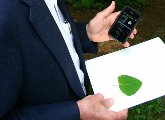 Leafsnap App, leafsnap, smithsonian institute, nyc trees, new york city trees, fall foliage, columbia university, university of maryland, leaf id app