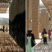 Mankgaile Primary School, SAOTA, primary school, south africa, shade, community centre, green design