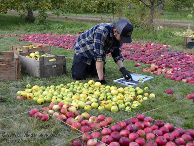 Apple, apples, organic, organic art, land art, Olivier Lefebvre, Quebec, Canada, Landart Contest, Land Art Contest, Landart, art, Steve Jobs, Tribute, hommage, artist, natural, orchard, fall, competition, green, red, 3500, 3500 apples, eco art, sustainable art, sustainability, green art, green, eco, Inhabitat