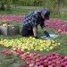 Apple, apples, organic, organic art, land art, Olivier Lefebvre, Quebec, Canada, Landart Contest, Land Art Contest, Landart, art, Steve Jobs, Tribute, hommage, artist, natural, orchard, fall, competition, green, red, 3500, 3500 apples, eco art, sustainable art, sustainability, green art, green, eco, Inhabitat