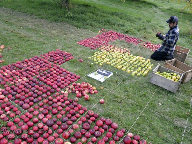 Apple, apples, organic, organic art, land art, Olivier Lefebvre, Quebec, Canada, Landart Contest, Land Art Contest, Landart, art, Steve Jobs, Tribute, hommage, artist, natural, orchard, fall, competition, green, red, 3500, 3500 apples, eco art, sustainable art, sustainability, green art, green, eco, Inhabitat