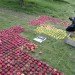 Apple, apples, organic, organic art, land art, Olivier Lefebvre, Quebec, Canada, Landart Contest, Land Art Contest, Landart, art, Steve Jobs, Tribute, hommage, artist, natural, orchard, fall, competition, green, red, 3500, 3500 apples, eco art, sustainable art, sustainability, green art, green, eco, Inhabitat