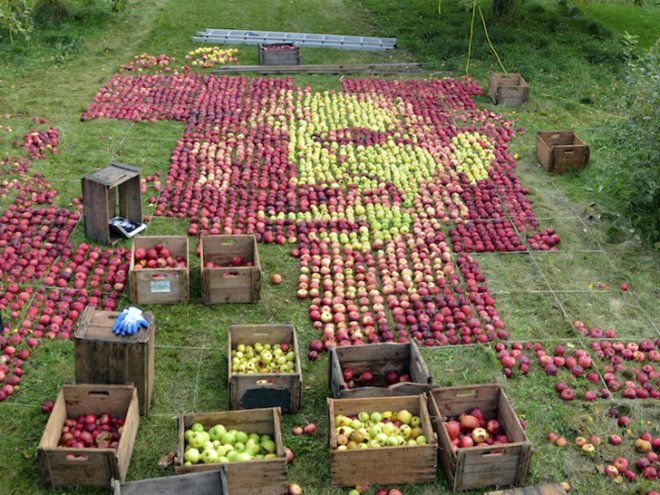 Apple, apples, organic, organic art, land art, Olivier Lefebvre, Quebec, Canada, Landart Contest, Land Art Contest, Landart, art, Steve Jobs, Tribute, hommage, artist, natural, orchard, fall, competition, green, red, 3500, 3500 apples, eco art, sustainable art, sustainability, green art, green, eco, Inhabitat