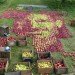 Apple, apples, organic, organic art, land art, Olivier Lefebvre, Quebec, Canada, Landart Contest, Land Art Contest, Landart, art, Steve Jobs, Tribute, hommage, artist, natural, orchard, fall, competition, green, red, 3500, 3500 apples, eco art, sustainable art, sustainability, green art, green, eco, Inhabitat
