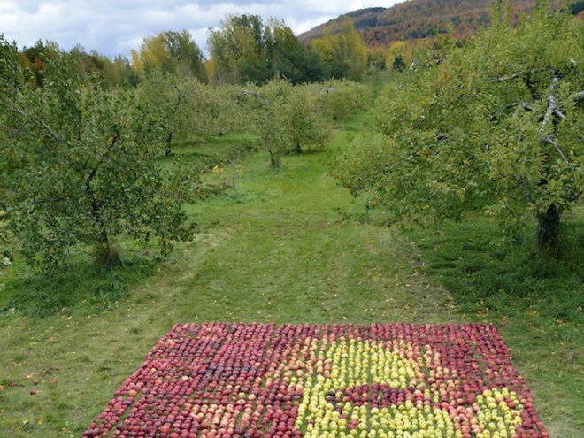 Apple, apples, organic, organic art, land art, Olivier Lefebvre, Quebec, Canada, Landart Contest, Land Art Contest, Landart, art, Steve Jobs, Tribute, hommage, artist, natural, orchard, fall, competition, green, red, 3500, 3500 apples, eco art, sustainable art, sustainability, green art, green, eco, Inhabitat