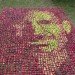 Apple, apples, organic, organic art, land art, Olivier Lefebvre, Quebec, Canada, Landart Contest, Land Art Contest, Landart, art, Steve Jobs, Tribute, hommage, artist, natural, orchard, fall, competition, green, red, 3500, 3500 apples, eco art, sustainable art, sustainability, green art, green, eco, Inhabitat