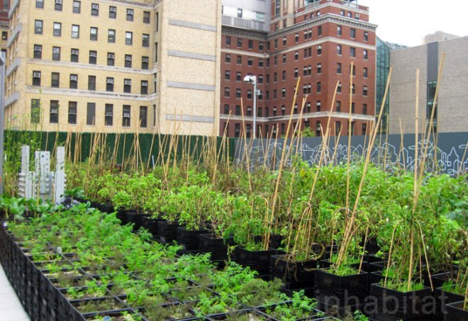 Riverpark Farm, Riverpark Farm nyc, riverpark restaurant, urban farming, urban farm, sustainable food, ore design, thomas kosbau, riverpark restaurant nyc, alexandria center farm