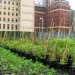 Riverpark Farm, Riverpark Farm nyc, riverpark restaurant, urban farming, urban farm, sustainable food, ore design, thomas kosbau, riverpark restaurant nyc, alexandria center farm