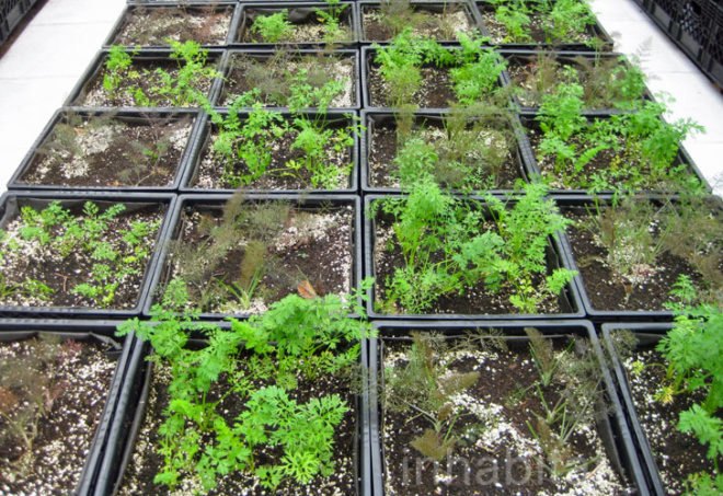 Riverpark Farm, Riverpark Farm nyc, riverpark restaurant, urban farming, urban farm, sustainable food, ore design, thomas kosbau, riverpark restaurant nyc, alexandria center farm