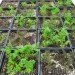 Riverpark Farm, Riverpark Farm nyc, riverpark restaurant, urban farming, urban farm, sustainable food, ore design, thomas kosbau, riverpark restaurant nyc, alexandria center farm