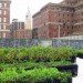 Riverpark Farm, Riverpark Farm nyc, riverpark restaurant, urban farming, urban farm, sustainable food, ore design, thomas kosbau, riverpark restaurant nyc, alexandria center farm