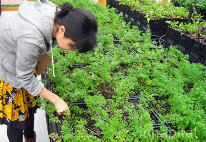 Riverpark Farm, Riverpark Farm nyc, riverpark restaurant, urban farming, urban farm, sustainable food, ore design, thomas kosbau, riverpark restaurant nyc, alexandria center farm