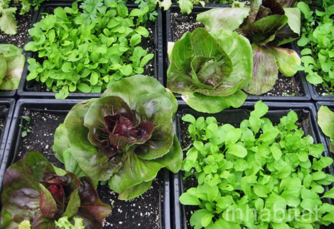 Riverpark Farm, Riverpark Farm nyc, riverpark restaurant, urban farming, urban farm, sustainable food, ore design, thomas kosbau, riverpark restaurant nyc, alexandria center farm
