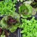 Riverpark Farm, Riverpark Farm nyc, riverpark restaurant, urban farming, urban farm, sustainable food, ore design, thomas kosbau, riverpark restaurant nyc, alexandria center farm
