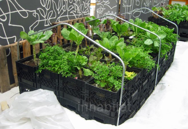 Riverpark Farm, Riverpark Farm nyc, riverpark restaurant, urban farming, urban farm, sustainable food, ore design, thomas kosbau, riverpark restaurant nyc, alexandria center farm