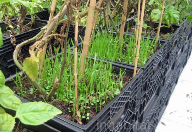 Riverpark Farm, Riverpark Farm nyc, riverpark restaurant, urban farming, urban farm, sustainable food, ore design, thomas kosbau, riverpark restaurant nyc, alexandria center farm
