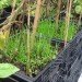 Riverpark Farm, Riverpark Farm nyc, riverpark restaurant, urban farming, urban farm, sustainable food, ore design, thomas kosbau, riverpark restaurant nyc, alexandria center farm