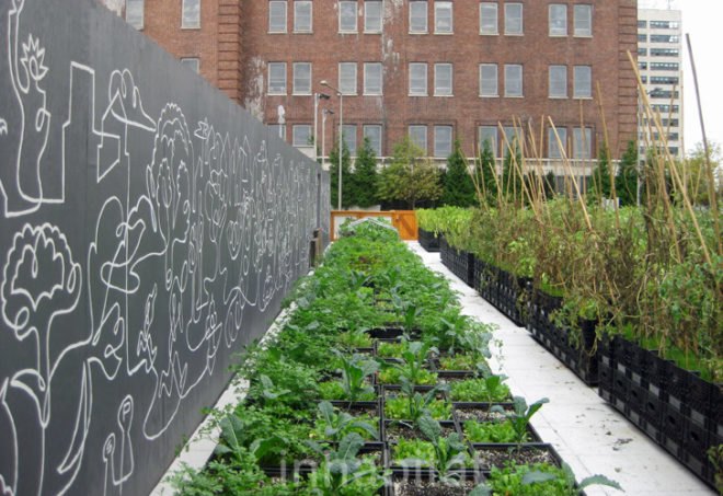 Riverpark Farm, Riverpark Farm nyc, riverpark restaurant, urban farming, urban farm, sustainable food, ore design, thomas kosbau, riverpark restaurant nyc, alexandria center farm