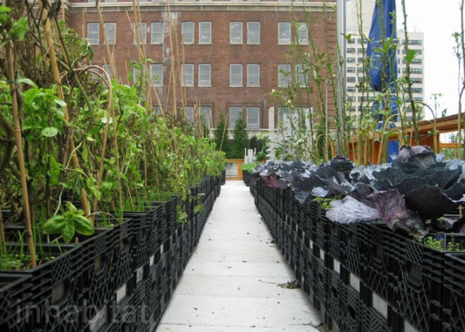 Riverpark Farm, Riverpark Farm nyc, riverpark restaurant, urban farming, urban farm, sustainable food, ore design, thomas kosbau, riverpark restaurant nyc, alexandria center farm