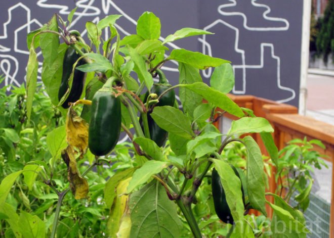 Riverpark Farm, Riverpark Farm nyc, riverpark restaurant, urban farming, urban farm, sustainable food, ore design, thomas kosbau, riverpark restaurant nyc, alexandria center farm